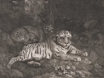 A Tiger and a Sleeping Leopard